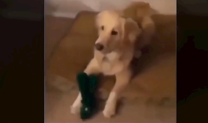 Vlasnik se maskirao u omiljenu igračku svog psa, njegova predivna reakcija je oduševila tisuće