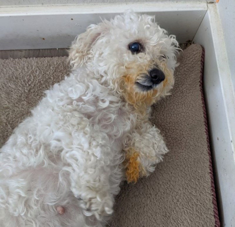 10. "Ako ništa, barem je uživao u našem ručku..."