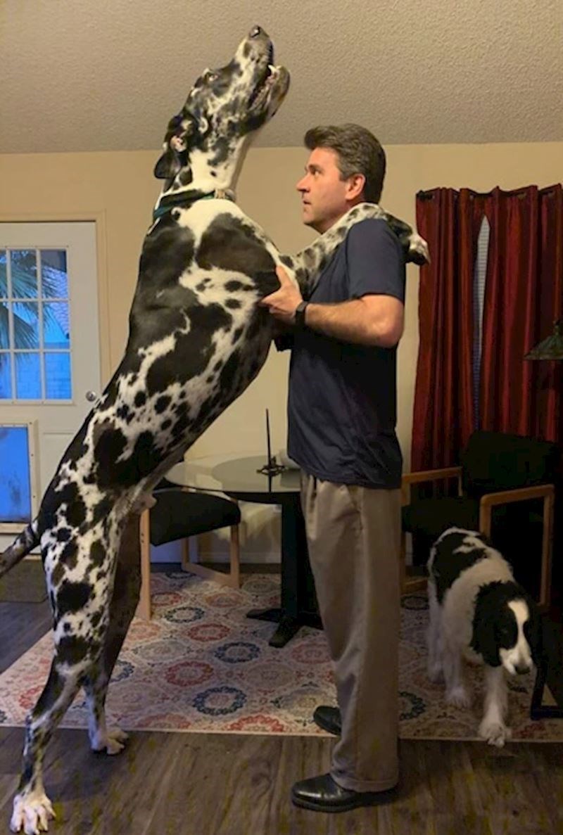 5. Zna se tko je gazda u ovoj kući!