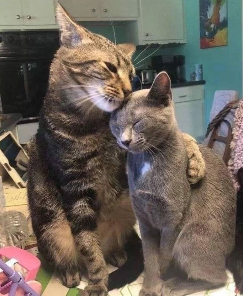 3. I macama ponekad trebaju zagrljaji. 🥰