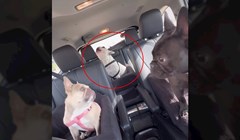 Video ovog psa je viralni hit, a sve zbog urnebesnog načina na koji se glasa. Ovo morate poslušati!