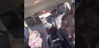 Video ovog psa je viralni hit, a sve zbog urnebesnog načina na koji se glasa. Ovo morate poslušati!
