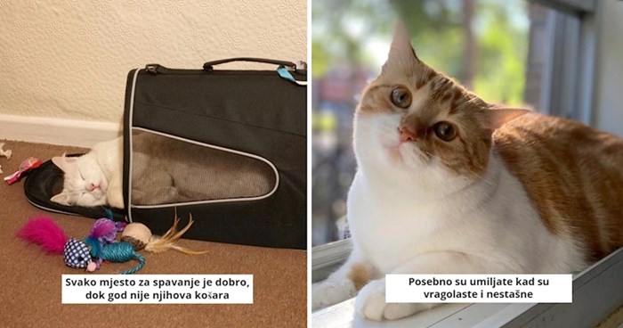 12 primjera koji savršeno opisuju kako izgleda život s mačkama, ovo je takva istina!