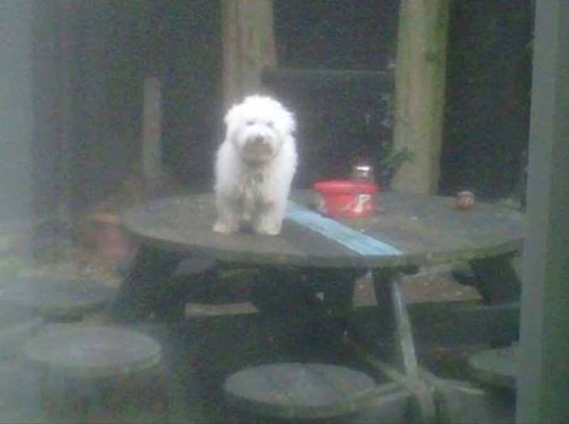 Rekli su mu da se ne smije penjati po stolu. I što je on učinio? Popeo se na stol 😄