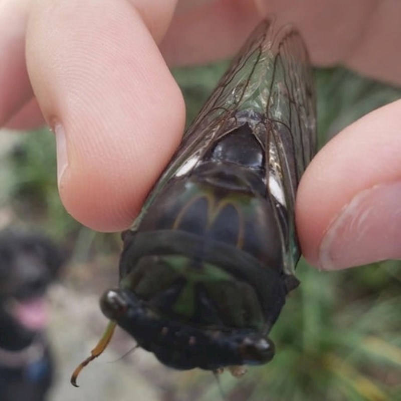 Insekt izgleda kao da se na njemu nalazi slovo M od McDonaldsa