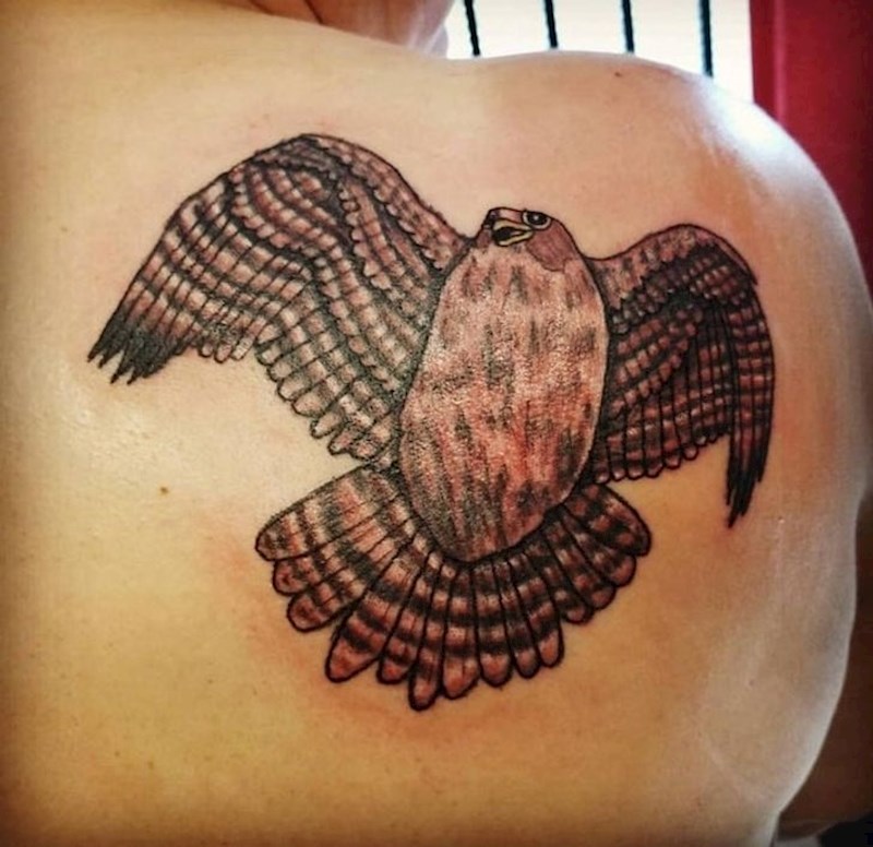 12. Nekakav punašan jastreb koji nema noge