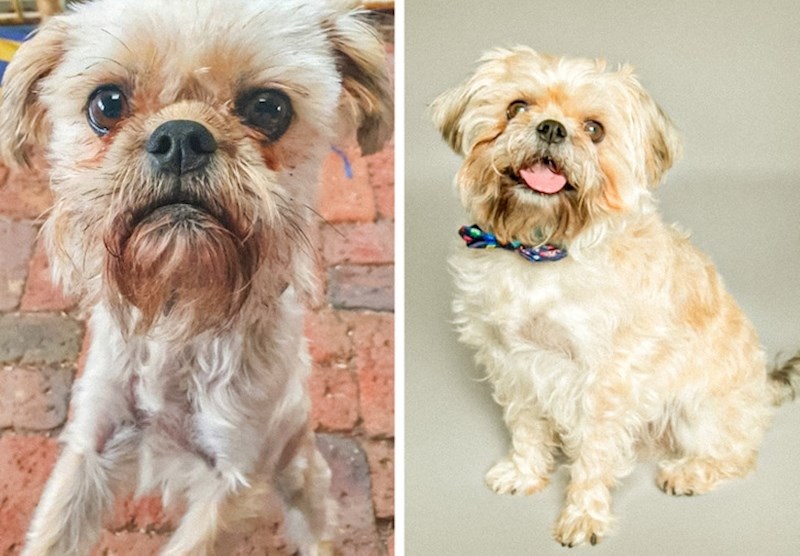 Prošlo je devet mjeseci otkad je ovaj pas udomljen, a promjena se najviše vidi u njegovim očima...