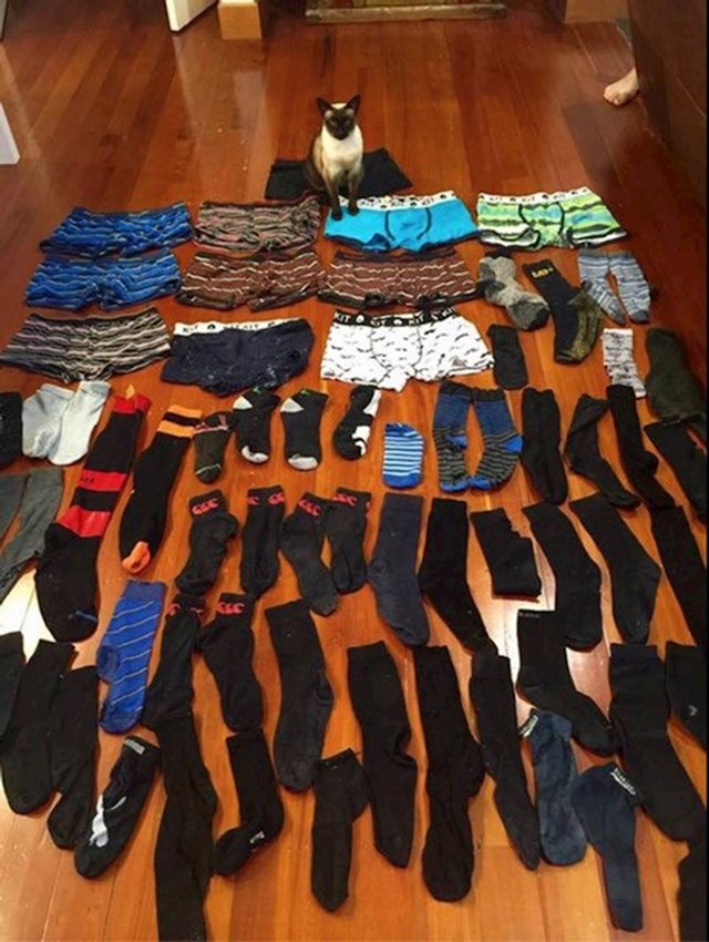 Vlasnici su otkrili da njihova mačka krade gaće i čarape od susjeda 😂