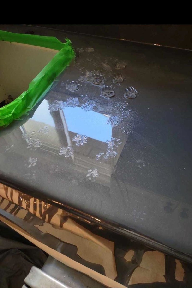 "Mačak se odlučio igrati s mojim živcima."