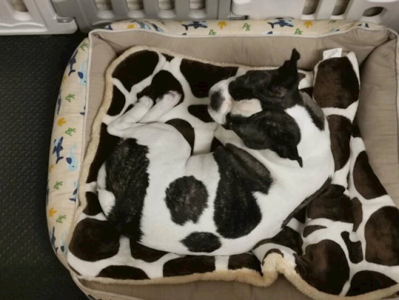 5. "Moj točkica i njegov jastuk za spavanje"