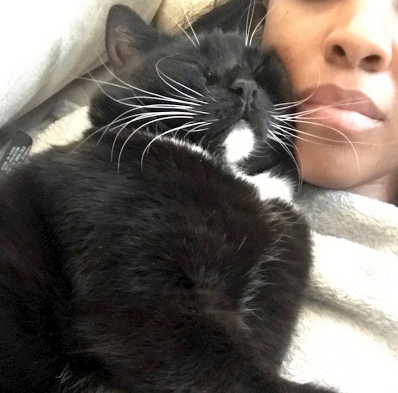 Mačak Bug kojeg su prijašnji vlasnici zlostavljali sada zasluženo uživa s novom vlasnicom