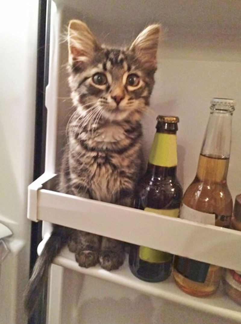 I mi bismo se rado sakrili u hladnjak dok je vani ovako vruće...