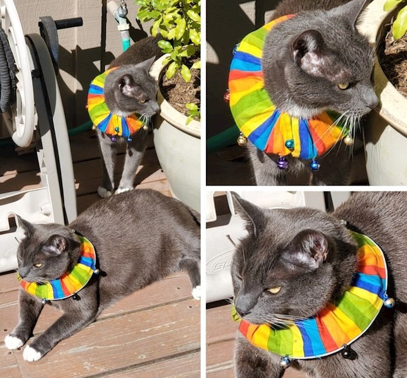 "Pronašli smo način kako da spasimo ptice od našeg nestašnog mačka"