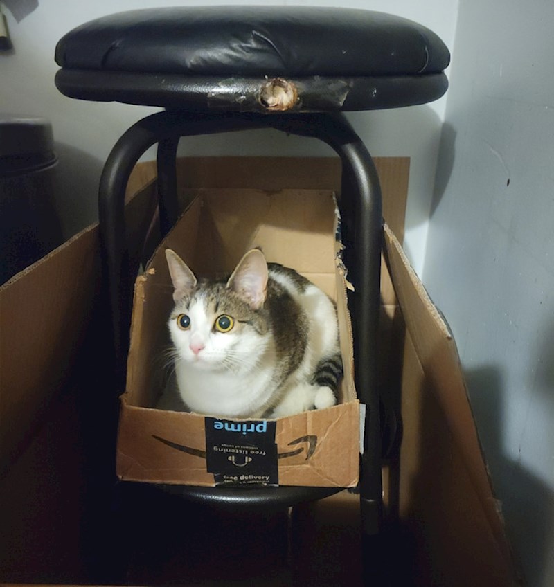 "Ova "kućica" definitivno nije lijepa, ali se moj mačak ne buni. Plus, ionako voli kutije pa je zapravo ideja odlična"