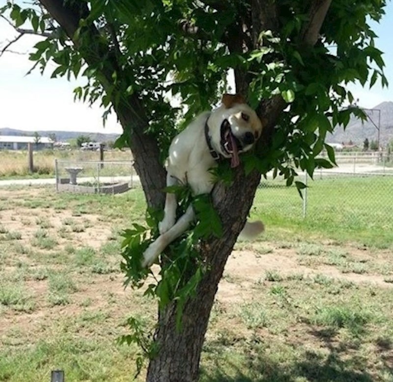 "Ne znamo kako, ali pas je nekako zapeo između grana"