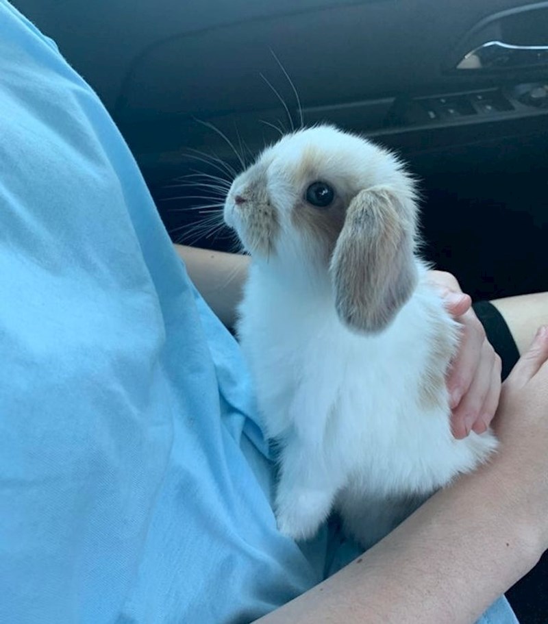 7. "Zečevi su životinje kojima dajemo premalo pažnje na internetu. Nikad nisam imao boljeg ljubimca"