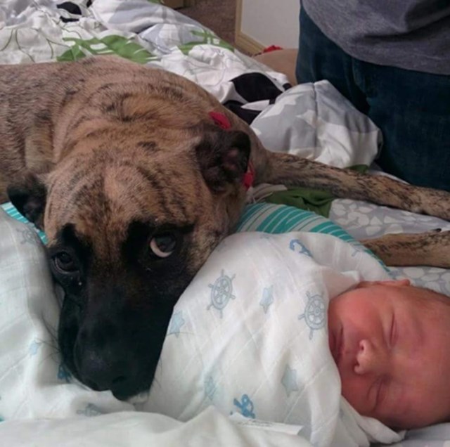 "Došli smo doma s bebom prije 20 minuta i pas je već odlučio da je to sad njegova bebica."