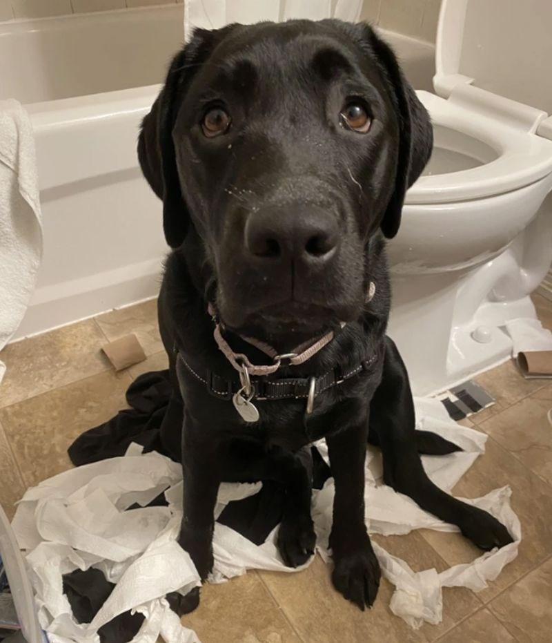 Netko se dobro zabavio u kupaonici 🤣