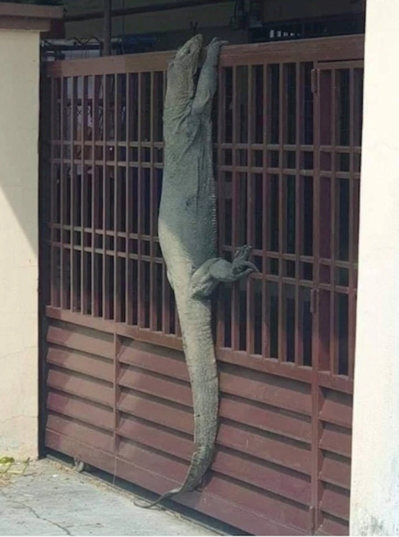 15. Zamislite samo da ovaj prizor ugledate na svojim vratima