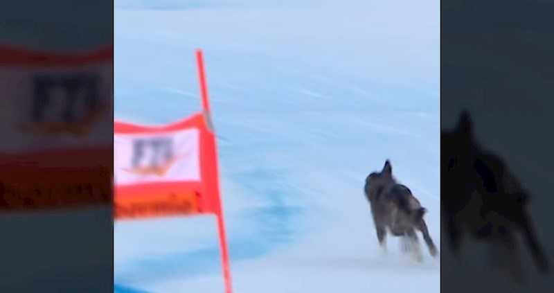 Pas upao na skijašku utrku i napravio pravi show, video njegove vratolomije hit je na Instagramu