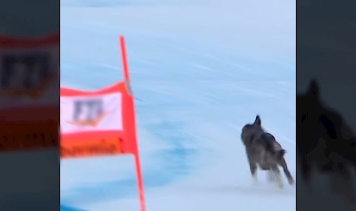 Pas upao na skijašku utrku i napravio pravi show, video njegove vratolomije hit je na Instagramu