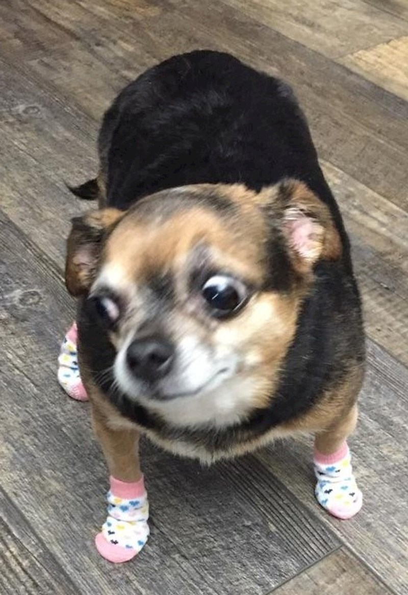 13. Ummm, što mi je to na šapama???