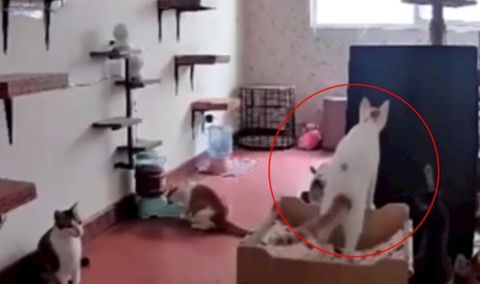 Nadzorna kamera snimila bizarnu scenu, pogledajte kakav kaos je nastao zbog ove bijele mačke