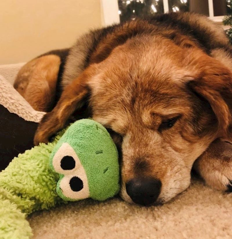 "Naš najdraži starac i njegova omiljena igračka koju je dobio prije 14 godina."