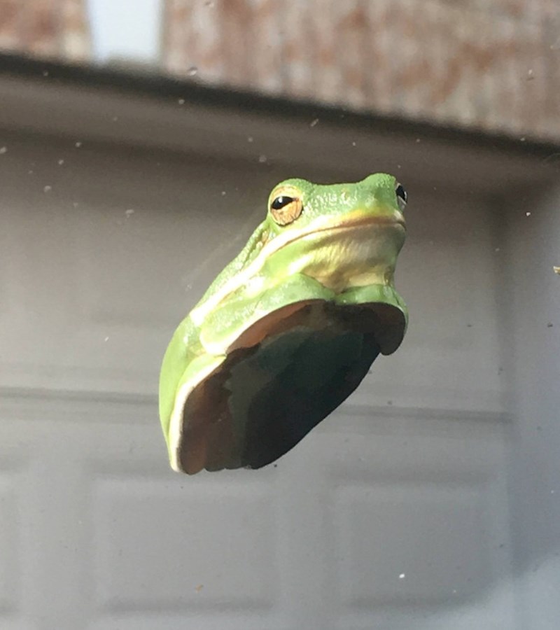 "Jeste li ikada vidjeli žabu u ovakvoj pozi?"