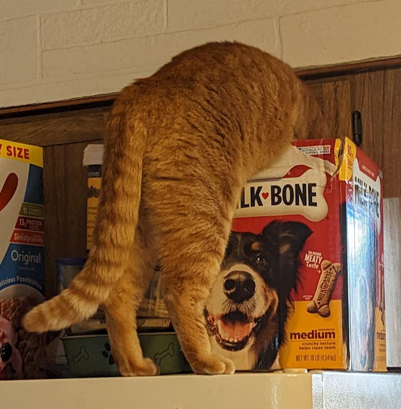 12. Netko je malo previše znatiželjan...