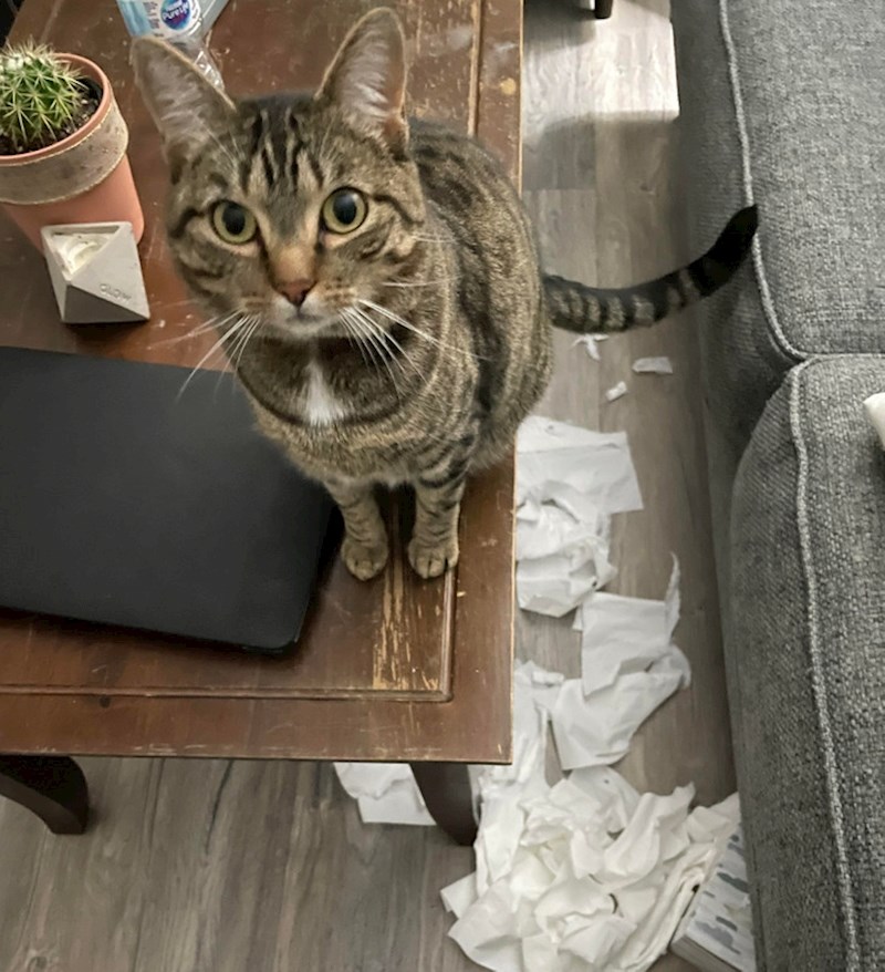 9. Ma ne, pa nema ona pojma tko je sve ovo razbacao 😃