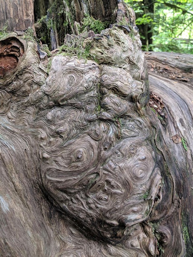8. "Ovo drvo staro je oko tisuću godina. Pogledajte samo te predivne oblike!"