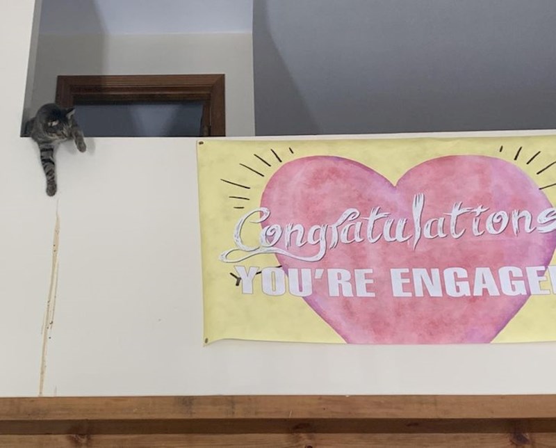 5. "Prijateljica mi je poslala fotku svoje mačke koja je povratila po zidu i onda se pravila da se ništa nije dogodilo"