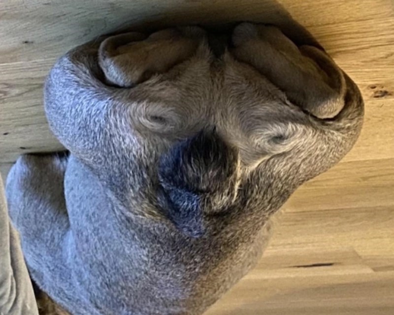 "Moj pas izgleda kao koala."