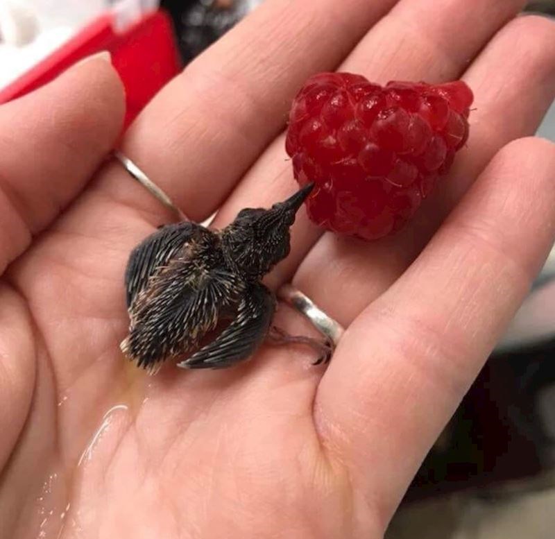 11. Kako je samo maleni!!