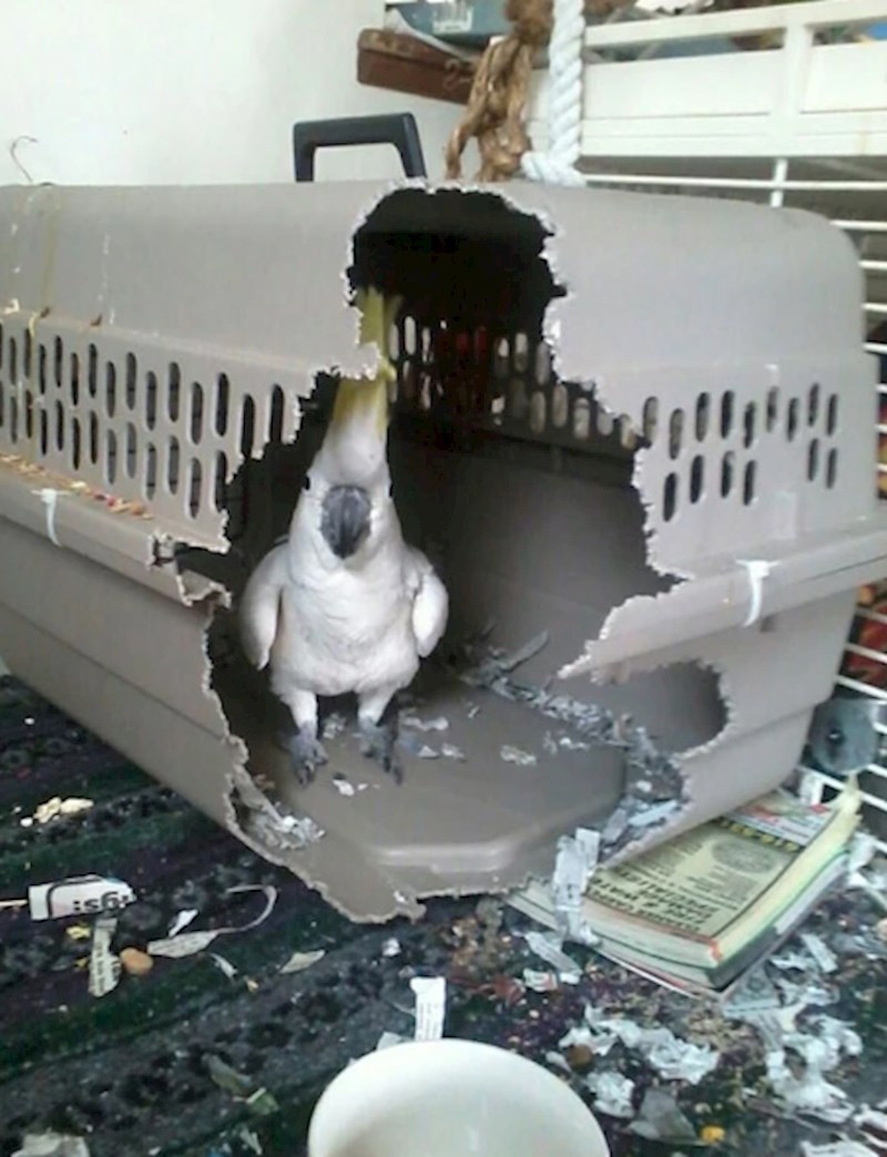 18. "Ostavili smo ga zatvorenog, nije mu se svidjelo."