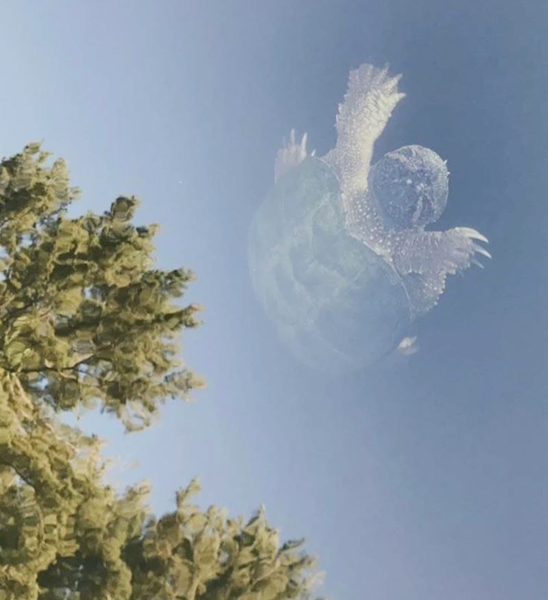 3. "Lebdi li ova kornjača ili je samo riječ o kristalno čistoj vodi?"