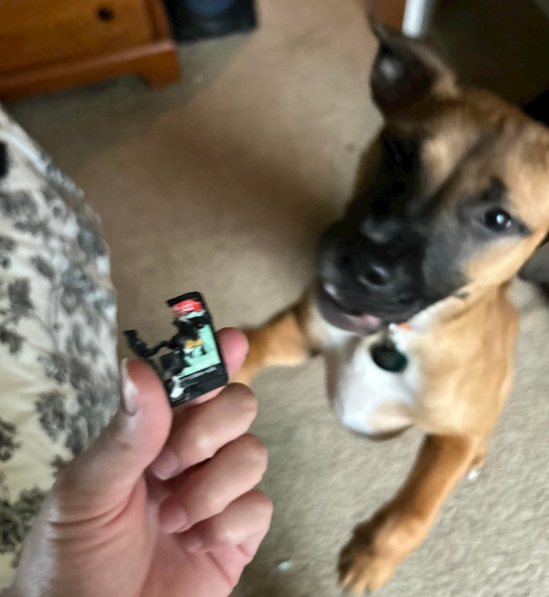 5. "Pas mi je pojeo memorijsku karticu"