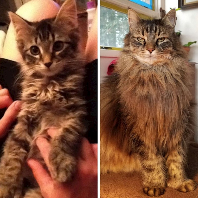 "Moj mačak Thor kad je bio mladunče i sada kad je velik"