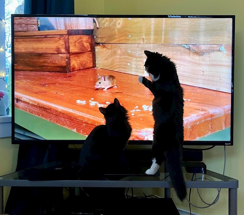 4. "Možda će ovo biti prvi miš kojeg će uloviti..."