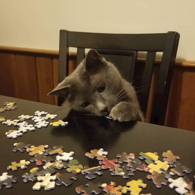 5. Evo tko je odgovoran za nestanak posljednjeg komada puzzle