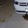 Nadzorna kamera snimila susret mačke i medvjeda, prasnut ćete od smijeha kad pogledate kraj videa