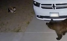Nadzorna kamera snimila susret mačke i medvjeda, prasnut ćete od smijeha kad pogledate kraj videa