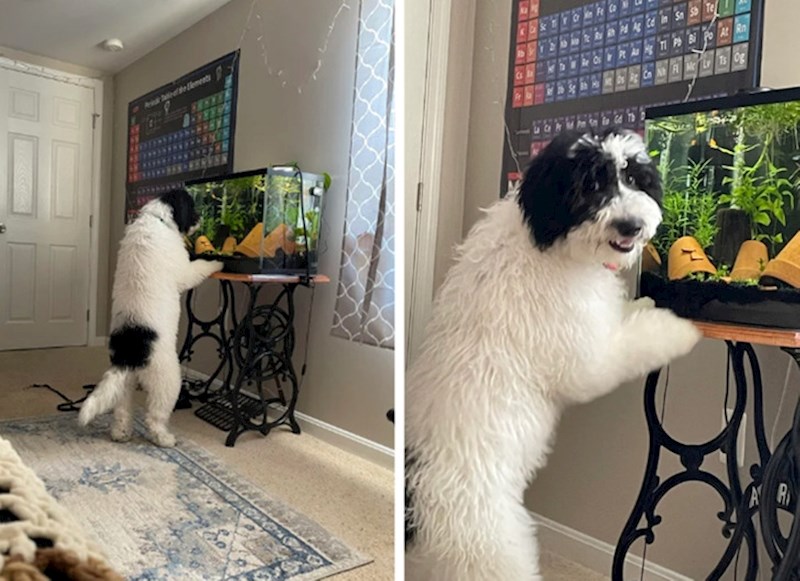 "Mislim da nema sumnje da moj pas jako voli gledati ribice u akvariju"