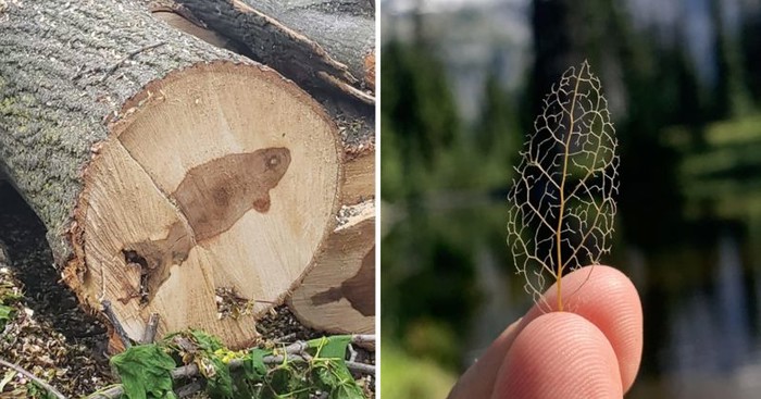 10+ prefora prizora iz prirode koji su oduševili ove ljude, a sigurno će i vas