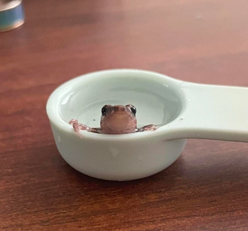 "Pronašla sam najslađeg uljeza u stanu"