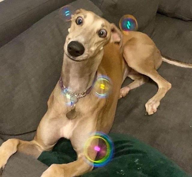 "Moj pas jako voli balončiće"