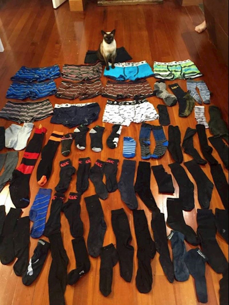 16. "Ovo je sve "blago" mog mačka. Pola ovih stvari ni nije moja!"