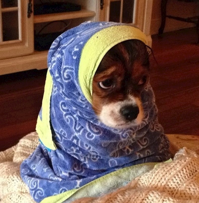 7. "Gluma vrijedna Oscara svaki put nakon kupanja"