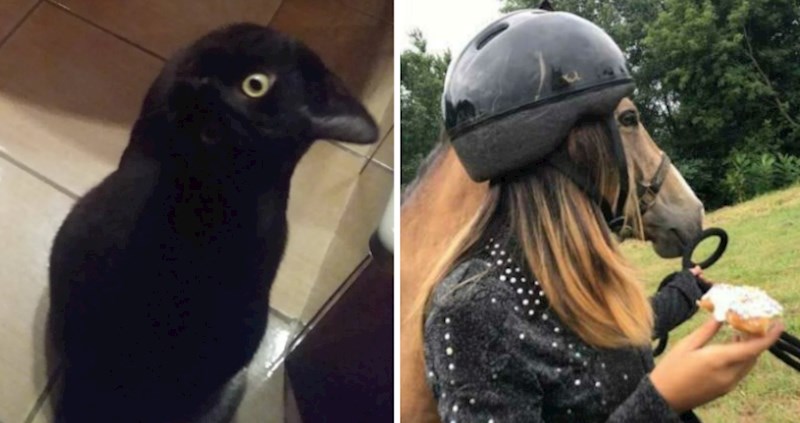 10 čudnih prizora koje ćete možda morati više puta pogledati kako biste shvatili u čemu je fora